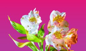 daniel-olah-tUScG6fG1l0-unsplash