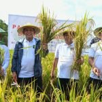Panen padi