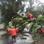 Pohon Tumbang