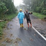 Pohon tumbang Magetan
