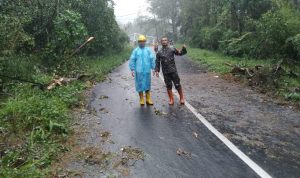 Pohon tumbang Magetan