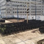 Polybag ex penanaman cabai