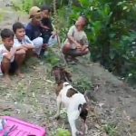 Kambing