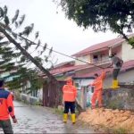 BPBD Pohon Tumbang_11zon