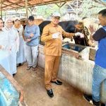 Sapi Kurban SL_11zon