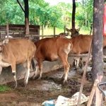 Sapi Qurban Pemko_11zon